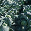 Кататор F1 семян капусты б/н средней 80-85 дн. 2-3 кг окр. (Syngenta)