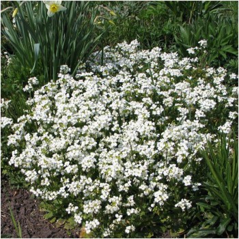 Арабис кавказский белый (white) семена (Moravoseed)