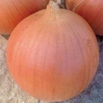 Кейс F1 семена лука репчатого озимого (Lark Seeds)