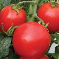 Кэмпбелл семян помидора детерминантного (Hortus)