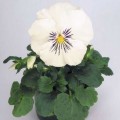Кетс F1 белая (white) семена виолы (Benary)