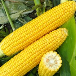 Харді F1 насіння кукурудзи суперсолодкої Sh2 (Hazera)