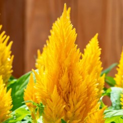 Кимоно желтая (yellow) семена целозии перистой однолетней. 15-20 см (Sakata)