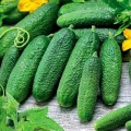 Коренная F1 семена огурца партенокарпического (Satimex КЛ)