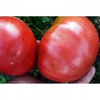 Король-гигант семян помидора индетерминантного (GL Seeds)