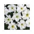 Кромочный завой F1 белая (white) семена петунии махровой (Cerny)