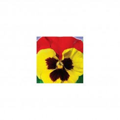 Красные крылья F1 семена виолы (GL Seeds)