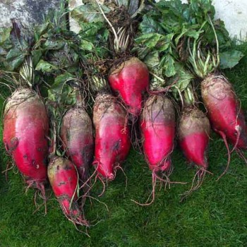 Червоний Мамонт насіння буряка кормового (Hortus)