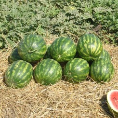 Крымсон Делайт F1 семена арбуза раннего (Hollar Seeds)