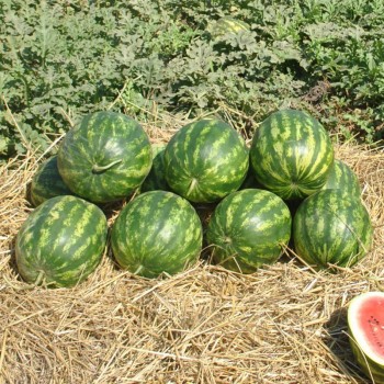Крымсон Делайт F1 семена арбуза раннего (Hollar Seeds)