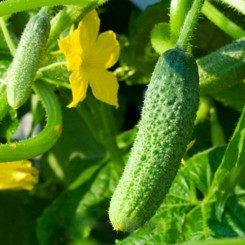 Крихітка з Шанхаю насіння огірка бджолозапилюваного (GL Seeds)