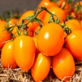 Бенігара F1 (КС 1430 F1) насіння помідора індетермінантного (Kitano Seeds)