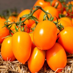 Бенігара F1 (КС 1430 F1) насіння помідора індетермінантного (Kitano Seeds)