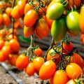 Бенігара F1 (КС 1430 F1) насіння помідора індетермінантного (Kitano Seeds)