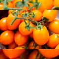 Бенігара F1 (КС 1430 F1) насіння помідора індетермінантного (Kitano Seeds)