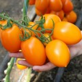Бенігара F1 (КС 1430 F1) насіння помідора індетермінантного (Kitano Seeds)