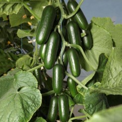 КС 1599 F1 насіння огірка партенокарпічного (Kitano Seeds)