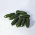 КС 1599 F1 семена огурца партенокарпического (Kitano Seeds)