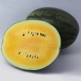 КС 500 F1 (KS 500 F1) насіння жовтого кавуна (Kitano Seeds)