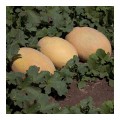 Кубус F1 (КС 6188 F1) семена дыни (Kitano Seeds)