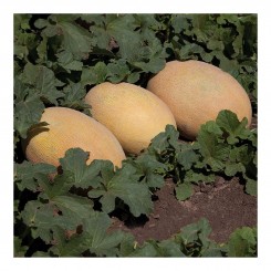 Кубус F1 (КС 6188 F1) семена дыни (Kitano Seeds)