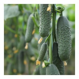 Домани F1 (КС 707 F1) семена огурца партенокарпического (Kitano Seeds)