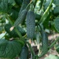 Домани F1 (КС 707 F1) семена огурца партенокарпического (Kitano Seeds)