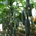 Домани F1 (КС 707 F1) семена огурца партенокарпического (Kitano Seeds)
