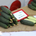 Домани F1 (КС 707 F1) семена огурца партенокарпического (Kitano Seeds)