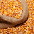 Кукуруза сахарная семена микрозелень (Agrocity)