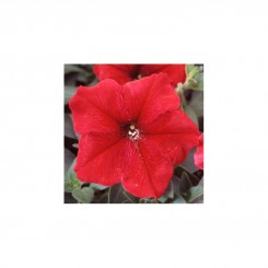 Ламбада F1 красная (red) семена петунии мультифлора (Hem Genetics)