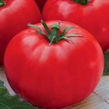 Леди Совершенство семян помидора детерминантного (Hortus)