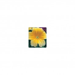 Либра Yellow (желтый) семян сальпиглоссиса (Kitano Seeds)