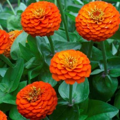 Лилипут оранжевая (orange) семян циннии (Floragran)