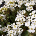 Литтл Треже белый (white) семена арабиса (Syngenta)