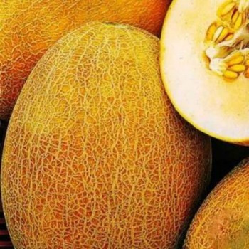Ливадия семян дыни (GL Seeds)