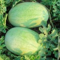 ЛС 1803 F1 (LS 1803 F1) семена арбуза раннего (Lucky Seed)