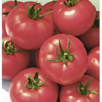 Малиновый мишка семян помидора детерминантного (GL Seeds)