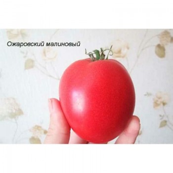Малиновый Ожаровский семена помидора индетерминантного (GL Seeds)