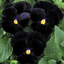 Марипоса F1 black семена виолы (Syngenta)