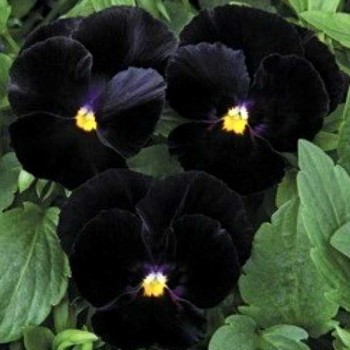 Марипоса F1 black семена виолы (Syngenta)