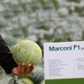 Марконі F1 насіння капусти білокачанної (Syngenta)