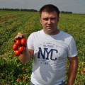 Мегрез F1 семян помидора детерминантного (LibraSeeds)