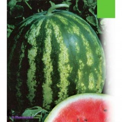 Мелітопольське насіння кавуна середнього (GL Seeds)