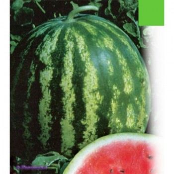 Мелитопольские семена арбуза среднего (GL Seeds)