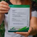Меренга F1 насіння огірка партенокарпічного (Seminis)