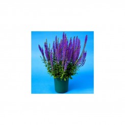 Мерло синие (blue) семена сальвии (Syngenta)