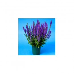 Мерло синя (blue) насіння сальвії (Syngenta)