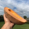 Милан F1 (CLX MAQ 08 F1) семена дыни (Clause)
