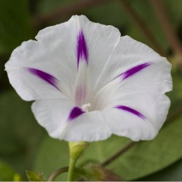 Милки Вэй белая (white) семена березки крупноцветковой (GL Seeds)